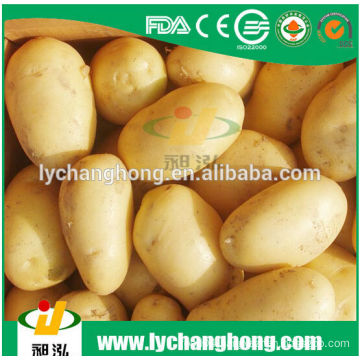 2014 high quality new fresh potato of best seller 80-150g/100-200g/200g up